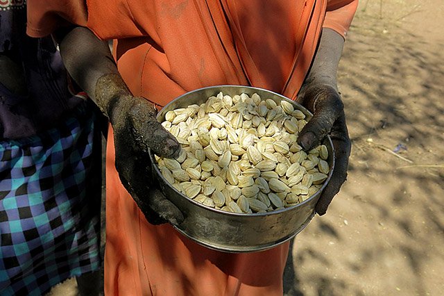 A displaced woman in Calek shows the wild fruit she and her children eat to survive. Photo: Karin Ekholm/MSF