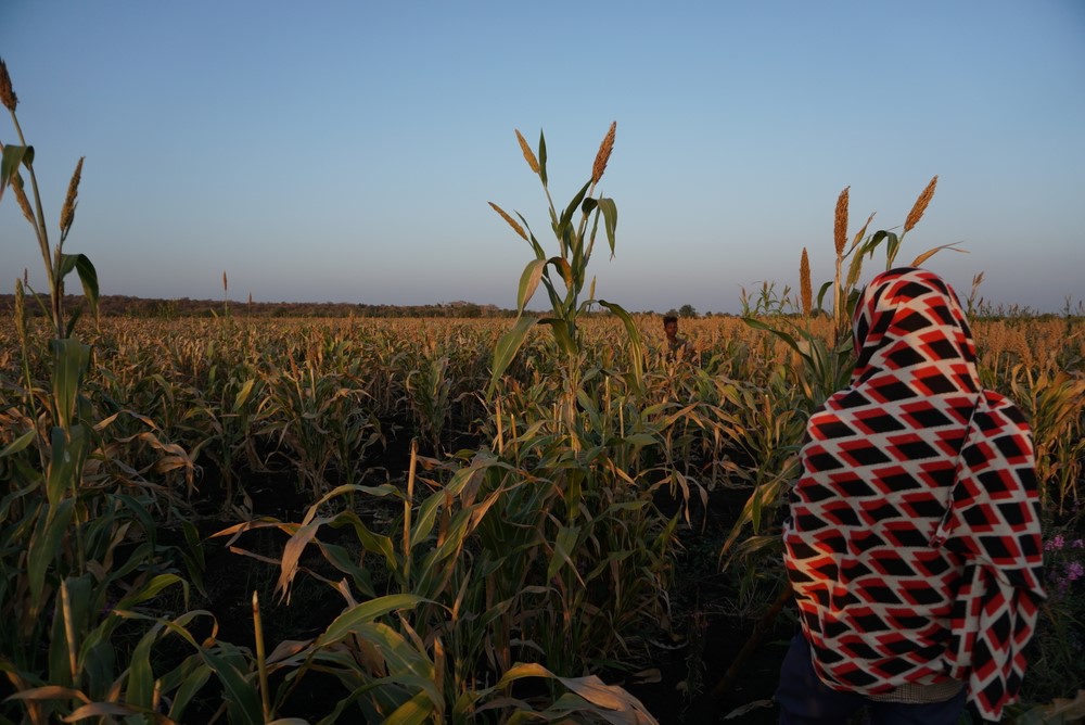 A sorghum field about 30-minute-drive by car from Abdurafi town, Ethiopia.