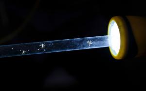 A glass tube containing mosquitos. MSF, Doctors Without Borders, Malaria