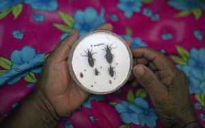 The Triatoma bug, also known as the "kissing bug," carries the parasite that causes Chagas.