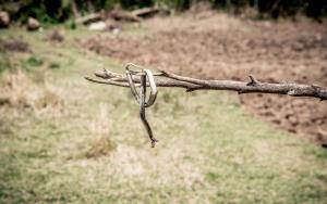 A snake curled around a stick. Snakebite 