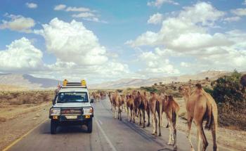 MSF car passing camels in Ethiopia Tigray region