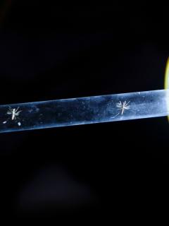 A glass tube containing mosquitos. MSF, Doctors Without Borders, Malaria