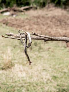 A snake curled around a stick. Snakebite 