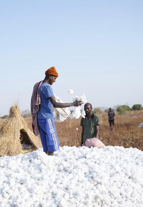 Farm workers pick cotton. These young seasonal migrant labourers come from the highlands where there is no immunity against kala azar.
