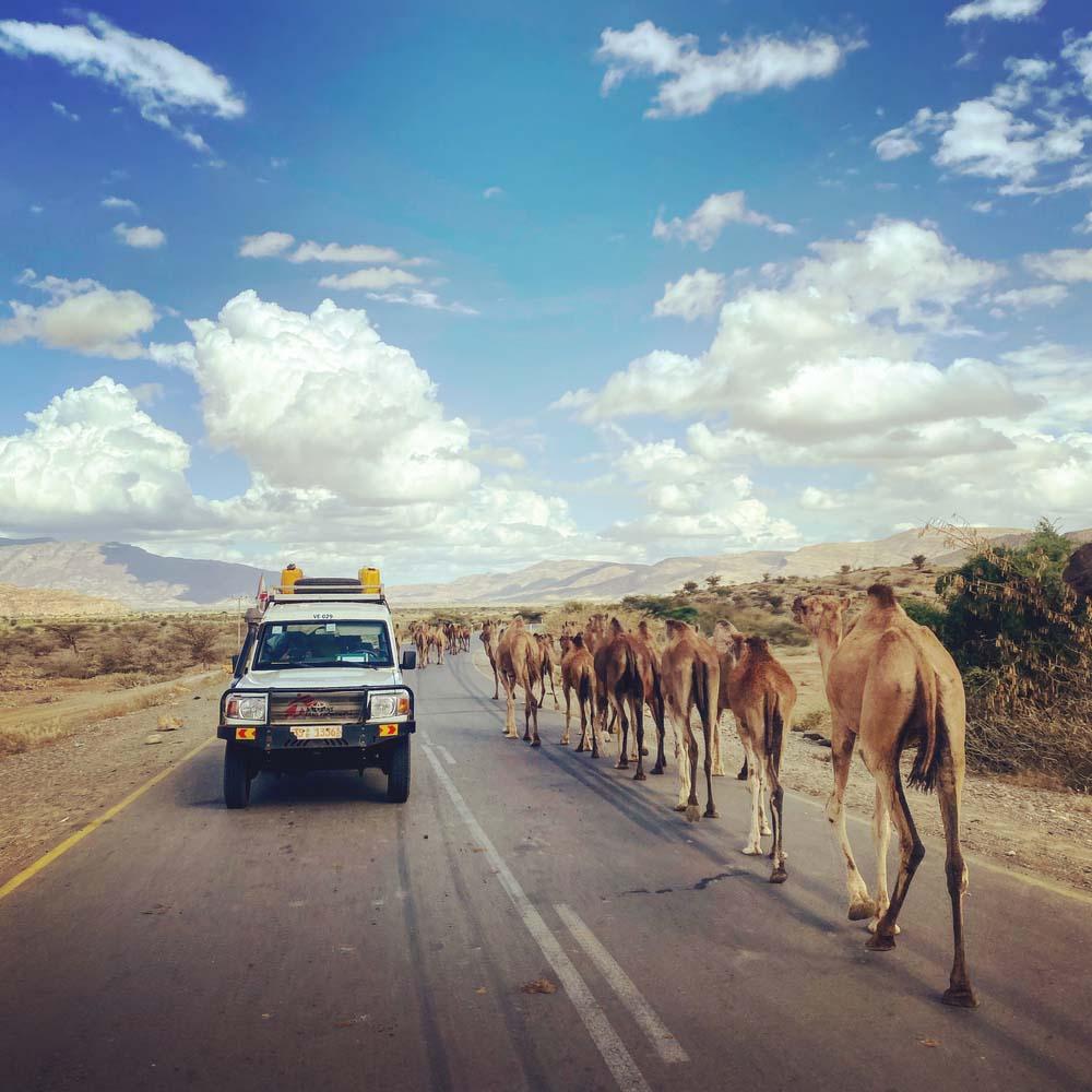 MSF car passing camels in Ethiopia Tigray region