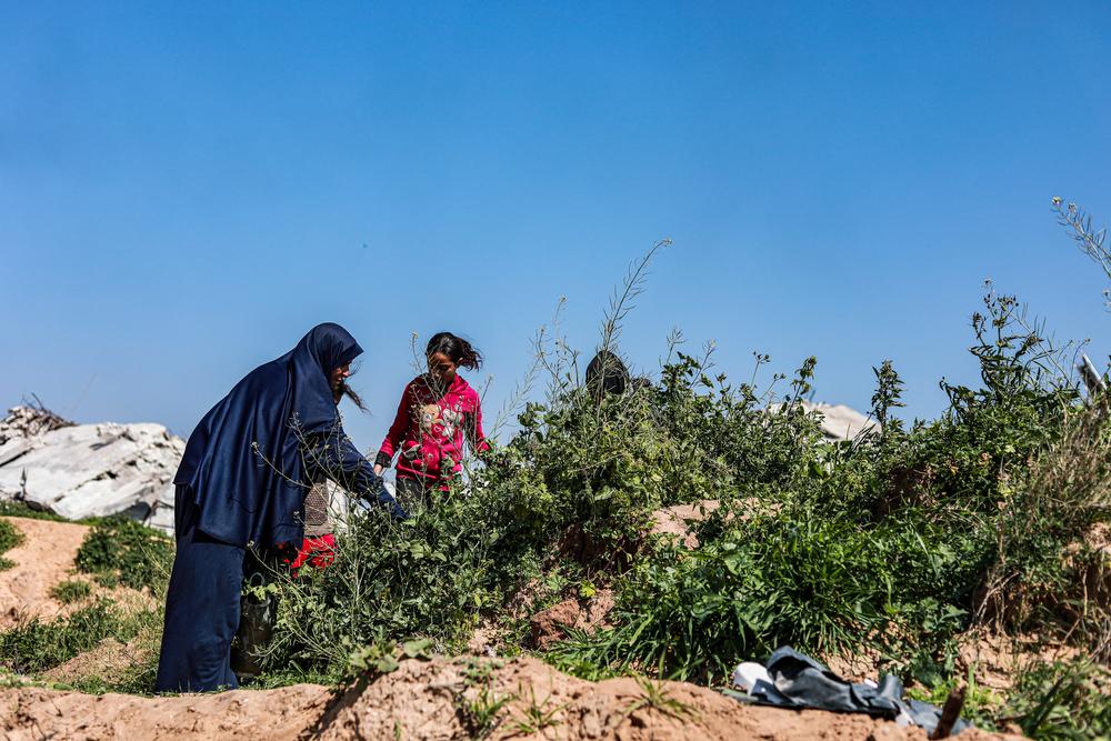 MSF, Doctors Without Borders, Displacement in Gaza