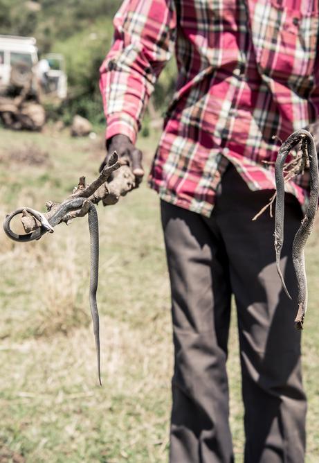 A man shows off two snakes he's just killed.