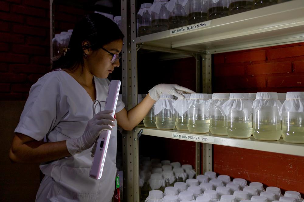 MSF, Doctors Without Borders, A year in Pictures 2023, dengue fever, Arbovirus Project