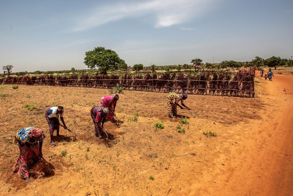 Farmers cultivating their lands near the village of Riko, Katsina State, Nigeria