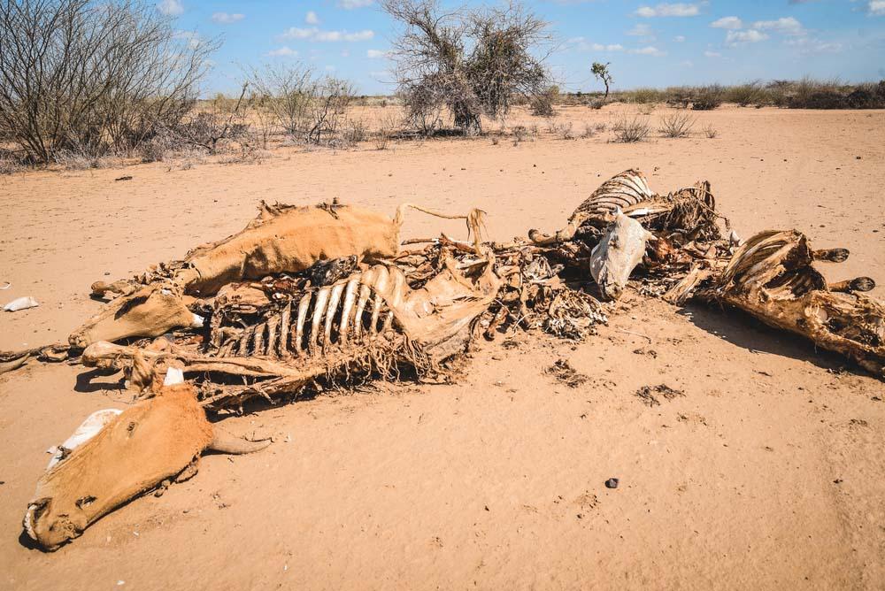 MSF, Doctors Without Borders, Kenya, Malnutrition crisis